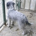 Fiszka nigdy nie miała domu