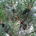 Cudna Pinus z mego lasku #las #przyroda