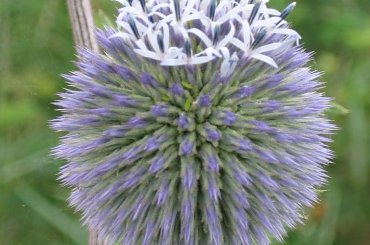 Dzisiejsza wycieczka po okolicy #Trzmiel #żmijowiec #firletka #limba #dalia