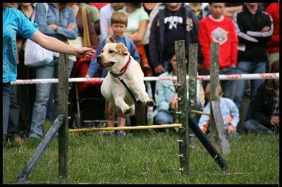 Pokaz Agility - Olsztyn 2007 Wystawa Psów