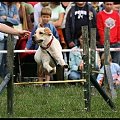 Pokaz Agility - Olsztyn 2007 Wystawa Psów