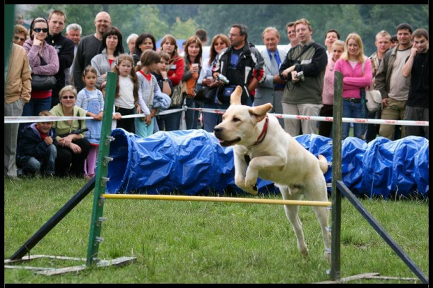 Pokaz Agility Wystawa Psów Olsztyn 2007