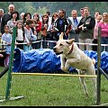 Pokaz Agility Wystawa Psów Olsztyn 2007