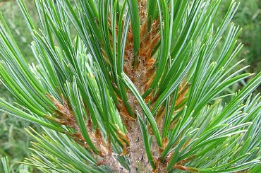 Dzisiejsza wycieczka po okolicy #Trzmiel #żmijowiec #firletka #limba #dalia