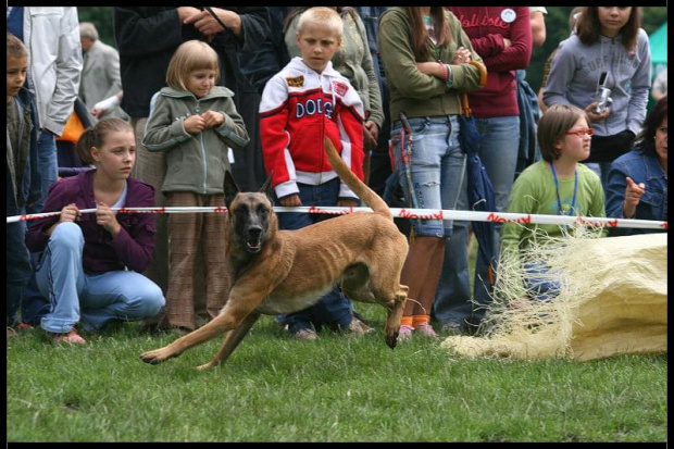 Pokaz Agility Wystawa Psów Olsztyn 2007