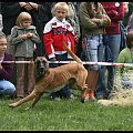 Pokaz Agility Wystawa Psów Olsztyn 2007