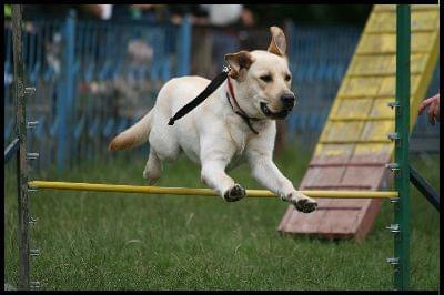 Pokaz Agility - Olsztyn 2007 Wystawa Psów