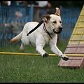 Pokaz Agility - Olsztyn 2007 Wystawa Psów