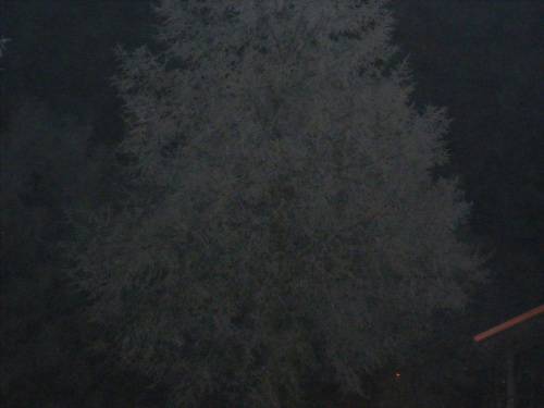 #noc #zima #drzewo