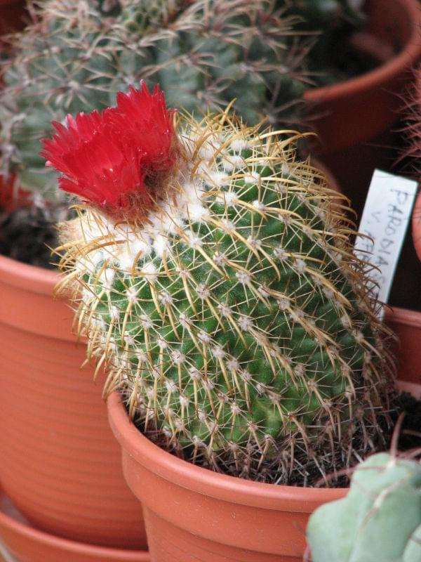 Parodia schwebsiana var. applanata (czerwiec 2007)