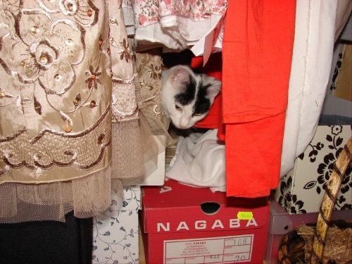 Tabita w szafie #kot #kotek #koty