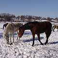 ooo kopa:)chodz Era zobacz co znalazłam :PNikotyna zostaw troche:D