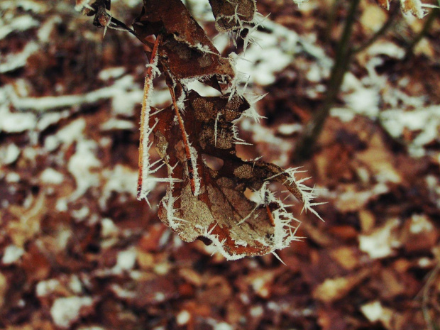 Zmrożony liść #śnieg #liść #szron #zima #las #mróz #przyroda #krajobraz #jesień #lód
