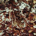 Zmrożony liść #śnieg #liść #szron #zima #las #mróz #przyroda #krajobraz #jesień #lód