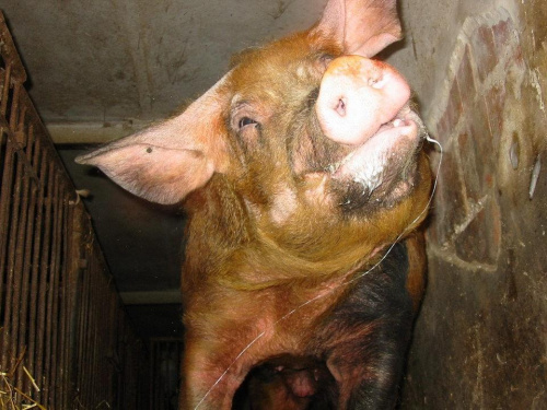 #świnia #swinia #swinie #świnie #wieprzowina #hodowla