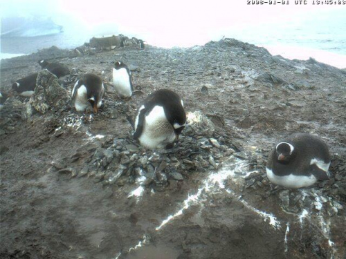 pingwiny z maluszkami #PtakiNielotyPingwiny