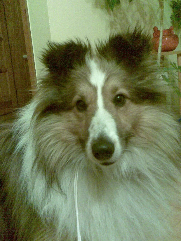 3xCWC, 1xNDPwR TIMON z Łańcuta #sheltie