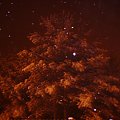 zimowe drzewko #zima #śnieg #drzewa #las #noc