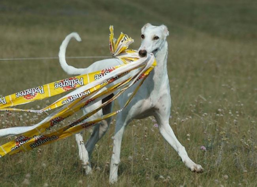 Foto Jerzy Bałdyga
Pomiechówek 2006