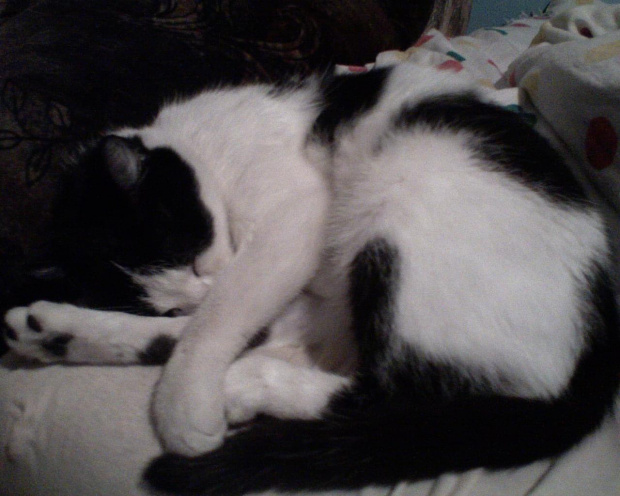 hihi a o to moja kizia śpi hih #kot