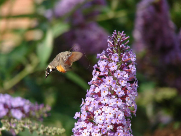 fruczak gołąbek #motyl #motyle