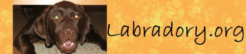 Labrador Retriever #Labradory #Labrador #Retriever #lab #labek #pies #psy #szczeniak