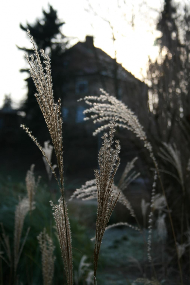 #szczecin #flora #trawy #dom