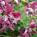 Purpurea Plena Elegans - chmura kwiatów.