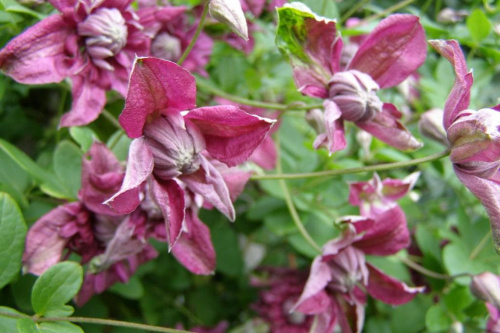 Purpurea Plena Elegans - chmura kwiatów.