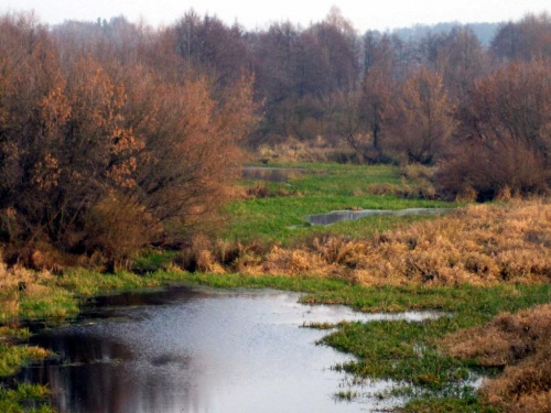 rz.Narew