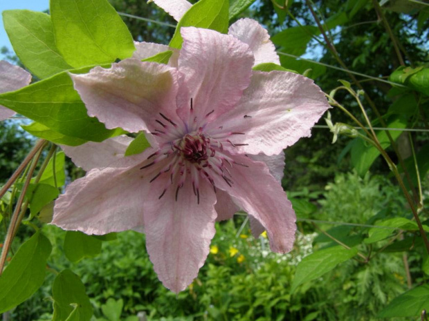 Hagley Hybrid - mloda sadzonka