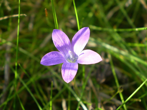 53g. Dzwonek rozpierzchły - Campanula patula . Data : 23.09.2007 . Miejscowość : Talary .