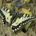 Paź królowej - (papilio machaon)