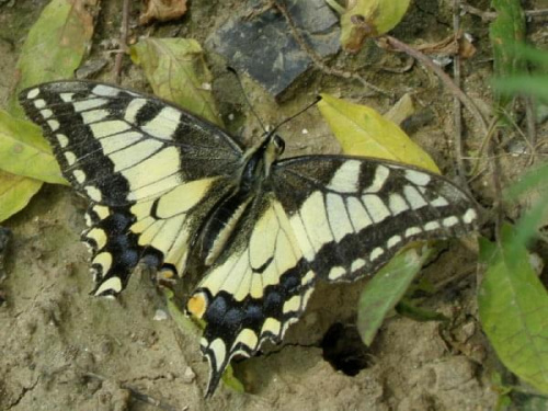 Paź królowej - (papilio machaon)