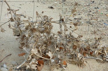 #rewa #mechelinki #szperk #ZatokaPucka #ZatokaGdańska #rybacy