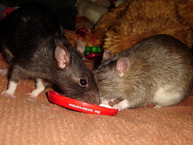 Zuza i Marie z jogurtem #SzczurSzczurekSzczurkiSzczury