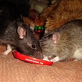 Zuza i Marie z jogurtem #SzczurSzczurekSzczurkiSzczury