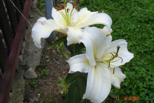 biała lilia