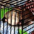 Mela, Zuza i Marie w durszlaku :D #szczur #szczurek #szczury #szczurki