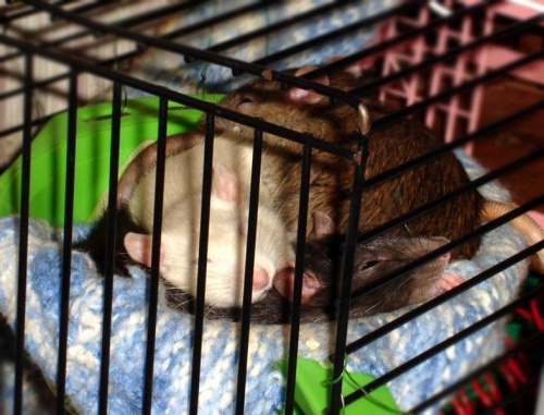 Mela, Zuza i Marie w durszlaku :D #szczur #szczurek #szczury #szczurki