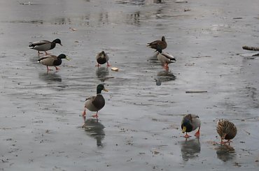 #kaczki #zwierzęta #staw