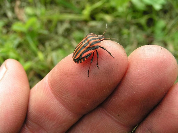 Nawet się nie bał....choć palec został z żółtawą plamką...