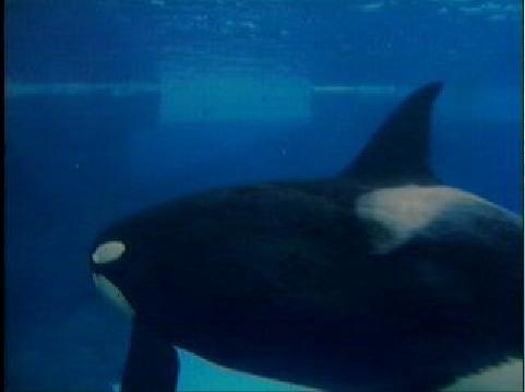 #orca #orkid #ulises #orka