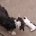 dwaj przyjaciele - prawda, że ładne #piesek #kotek #wieś #podwórko