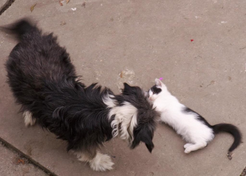 dwaj przyjaciele - prawda, że ładne #piesek #kotek #wieś #podwórko