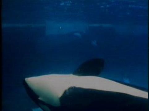 #orca #orkid #ulises #orka