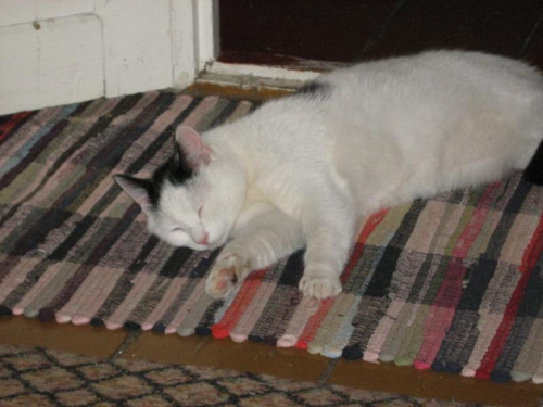 Filip na dywaniku #koty #KotyKulki