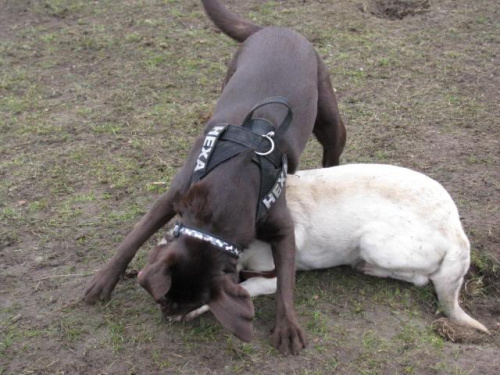 Hexa z Neską #Labrador