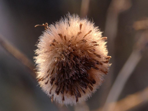 #makro #natura #przyroda #zima #luty