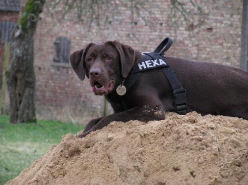 Hexa labrador #KukułowoLabradorHexaCzekladowy